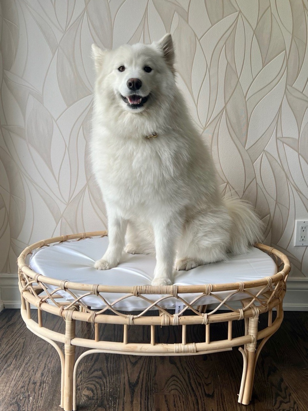 LARGE - Unique Handmade Bamboo pet bed with cushion ( removable cover)